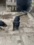 Немски ловен териер., снимка 1
