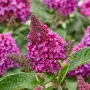 Buddleja davidii ‘Little Rockstars Red’ (Будлея червена – Литъл Рокстарс), снимка 1