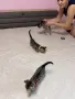 Бенгалски котета, снимка 7