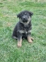 малки немски овчарки, снимка 11