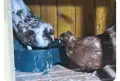 Промоция ! Два чифта заедно , снимка 3