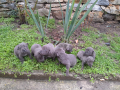 Продавам сиви кученца Кане Корсо , снимка 1 - Кане корсо - 44764858