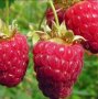 Малина Сорт Туламен - Rubus Tulameen, снимка 1 - Разсади - 42294118