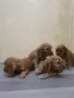 чистокръвни кокер шпаньоли, снимка 3