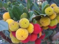Arbutus unedo – Ягодово дърво, снимка 2