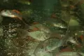 Сомче коридорас, зелен коридорас, brochis splendens, снимка 5