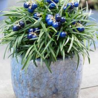 Офиопогон, Японска Момина сълза (Ophiopogon) Цена за 1 саксия 8,50, снимка 1 - Градински цветя и растения - 31609981