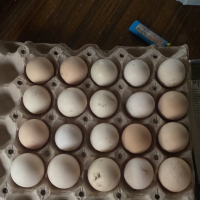 Яйца за консумация и люпене , снимка 4 - други­ - 44568057