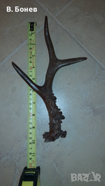 Малък еленски рог, снимка 1