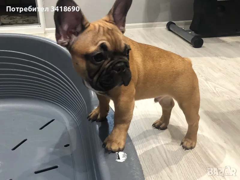 Френски булдог, снимка 1