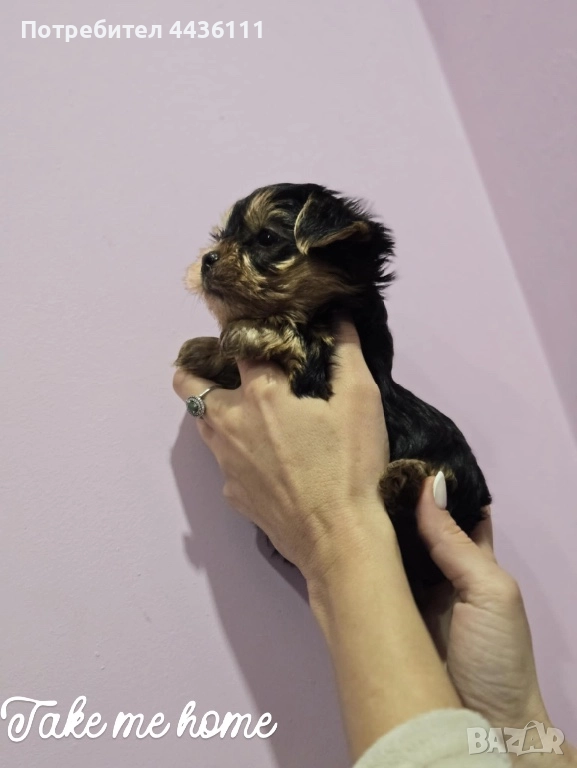 Йоркширски териер момче , снимка 1