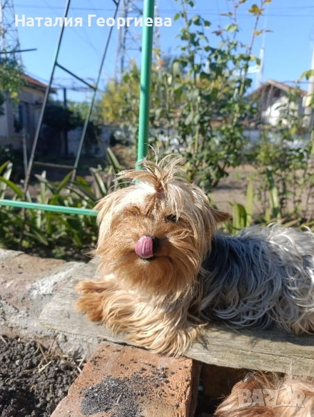 Мини йоркширски териер на три години, снимка 1