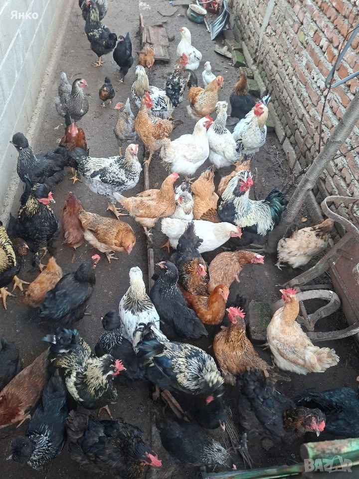 Кокошки,Петли,Ярки,Пилета, снимка 1