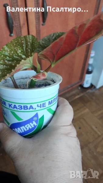 Кралска бегония , снимка 1