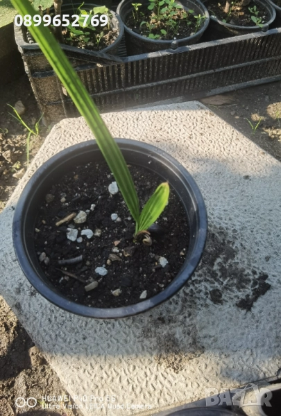 Канарска финикова палма. , снимка 1