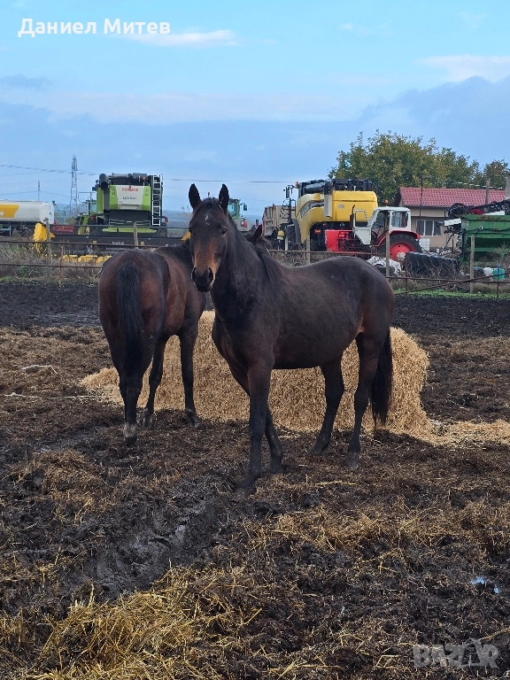 Дунавска кобила с дукоменти
На три години и половина, снимка 1