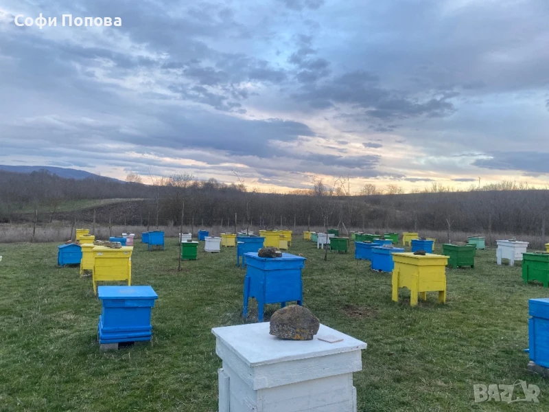 ПЧЕЛНИ СЕМЕЙСТВА, снимка 1