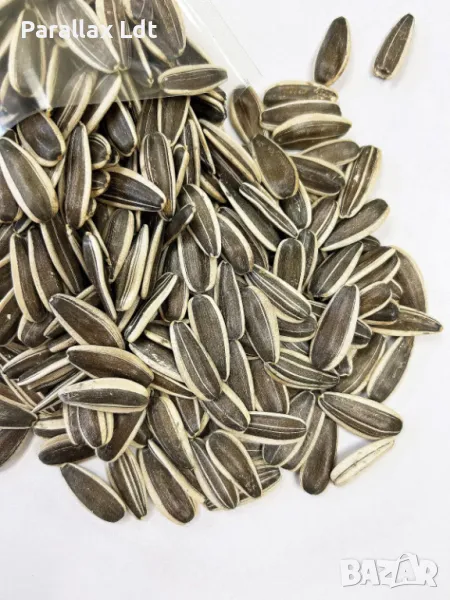 Шарен и бял слънчоглед, снимка 1