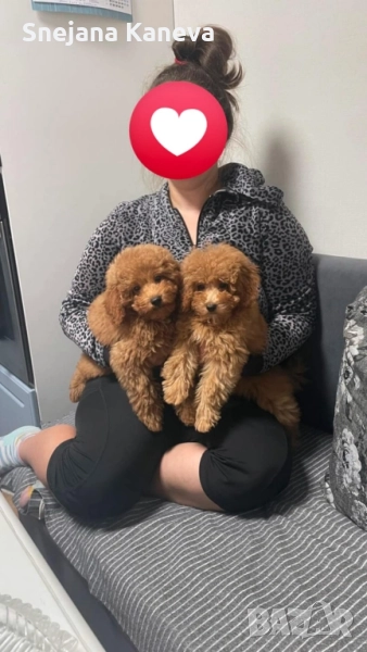 Той пудел - Toy poodle, снимка 1