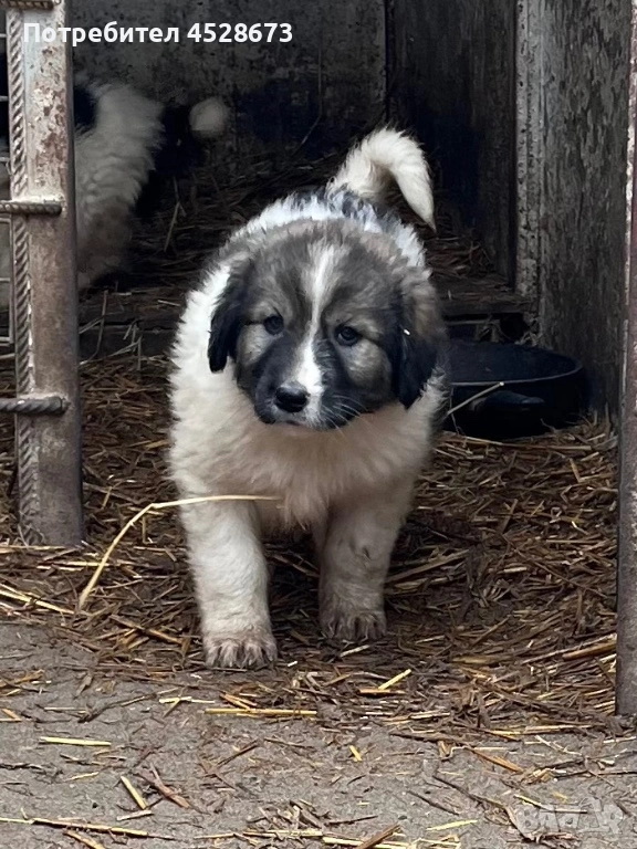 Продавам малки кученца, снимка 1