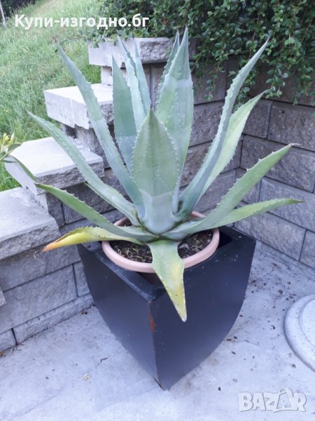  Цвете столетник, снимка 1