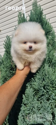померан мини померанче, снимка 2 - Померан - 51192658