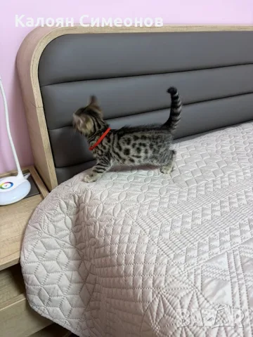 Бенгалски котета, снимка 6 - Бенгалски - 54357737