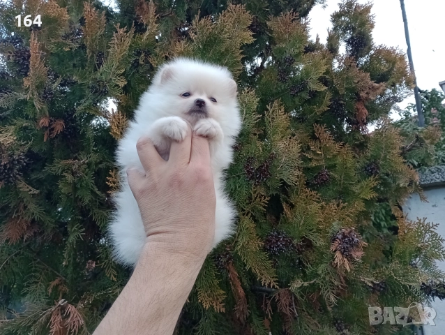Женски Померани. Реални снимки от 22.12.25, снимка 4 - Померан - 52847976
