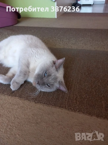 Британска късокосместа , снимка 14 - Британска късокосместа - 53313048