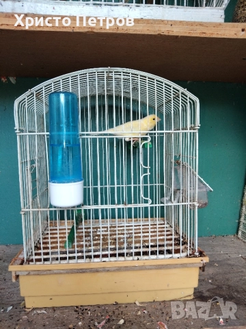 Продавам канари порода Малиноа. , снимка 3 - Канари - 52374514