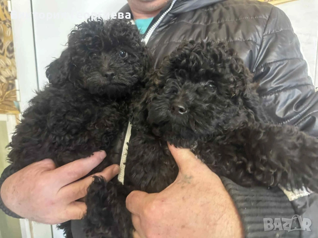 Мини Пудел , снимка 9 - Пудели - 53316077