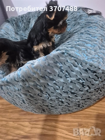 йоркширски териер , снимка 7 - Йоркширски териер - 53086782