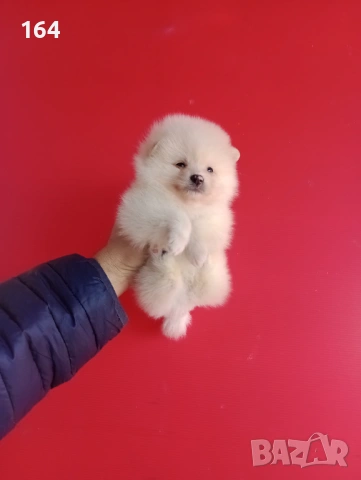 Померани. Мъжки и женски Померанчета. Реални снимки!, снимка 14 - Померан - 53082394