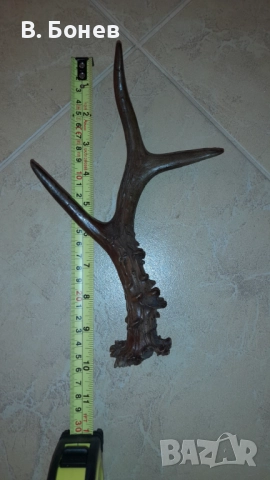 Малък еленски рог