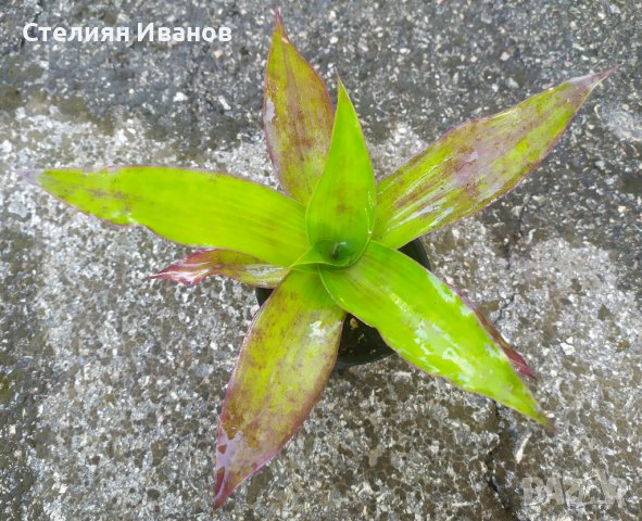 Ароматна кализия (Callisia fragans), снимка 1 - Стайни растения - 36983604