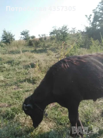 Бивол!!! Мъжки, 13 месеца.0887796862