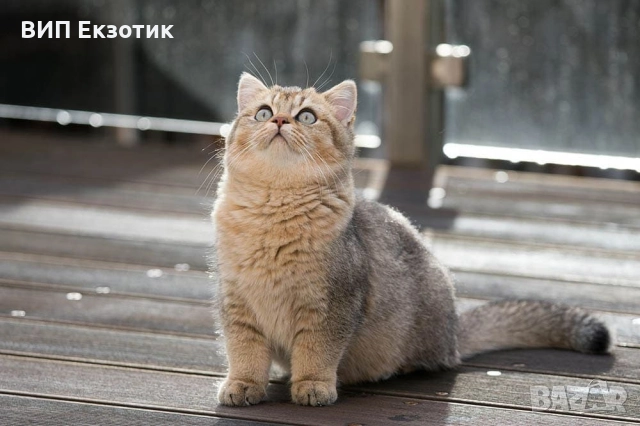 ПРОДАВА БРИТАНСКИ КЪСОКОСМЕСТИ КОТЕТА, снимка 1