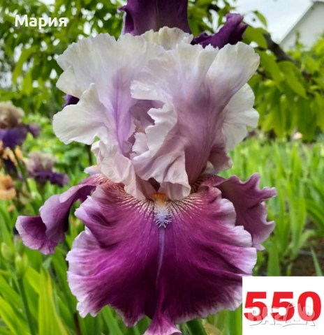 Сортови вискоки ириси /брадати ириси, снимка 18 - Градински цветя и растения - 51459398