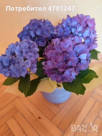 Декоративно цвете Хортензия, снимка 3 - Стайни растения - 53981670