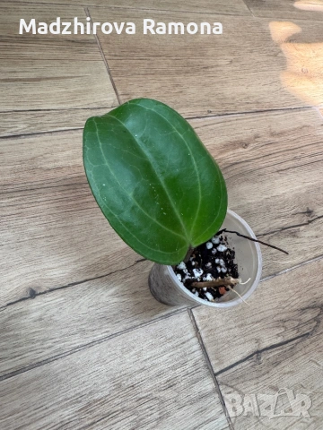 Hoya Sarawak , снимка 2 - Стайни растения - 54001754