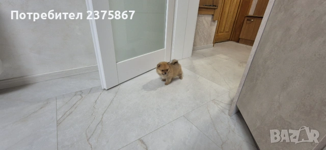 Мъжко померанче,померан, снимка 2 - Померан - 52910350