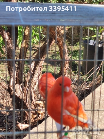 Продавам цветни канари, снимка 2 - Канари - 52188924