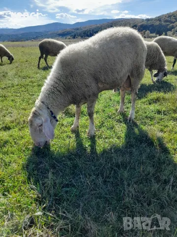 Продавам коч ., снимка 1