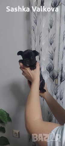 Френски булдочета за продан!, снимка 5 - Френски булдог - 53263899