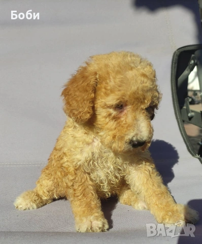 пудел / мини пудел, снимка 5 - Пудели - 54104820