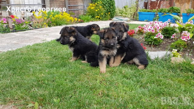 Развъдник”Georgiev Nouse”продава малки чистокръвни немски овчарки женски, снимка 9 - Немска овчарка - 51432181