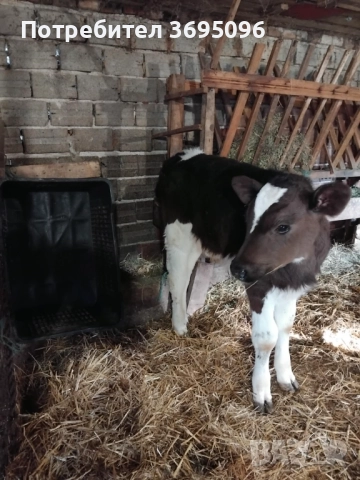 мъжки телета по 500 лв , снимка 3 - Крави - 52824763