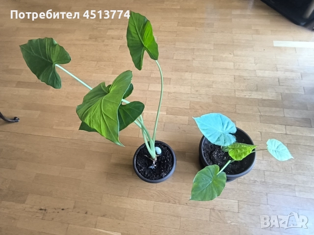 Трилистници, снимка 2 - Стайни растения - 51698707