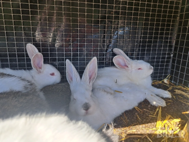 Продава зайци, снимка 4 - Други животни - 54308777
