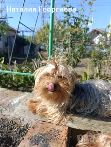Мини йоркширски териер на три години, снимка 1